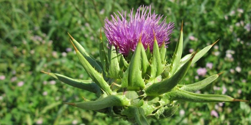 Best detoxifying herbs