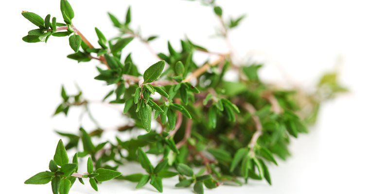 Thyme skin and hair benefits