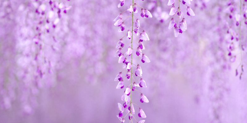 Astrology Herbs for every sign