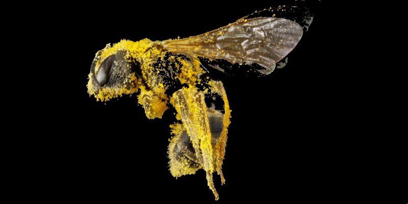 Bee pollen nutritional value