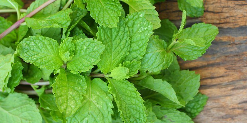 Herbs for fresh breath
