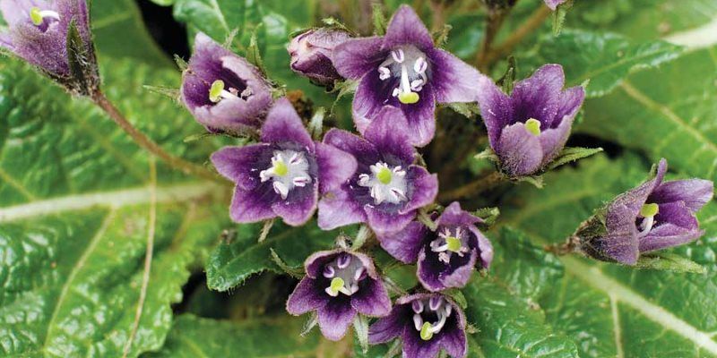 Mandrake health benefits