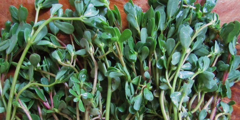 Purslane cosmetic uses