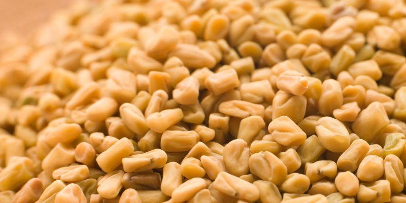 fenugreek