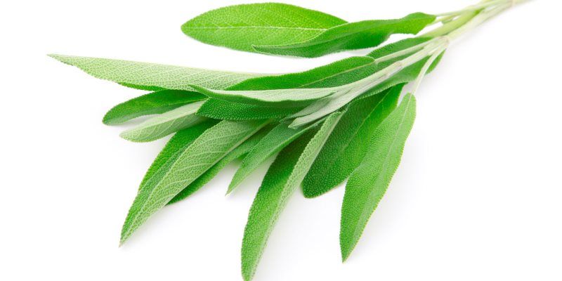 Sage health benefits