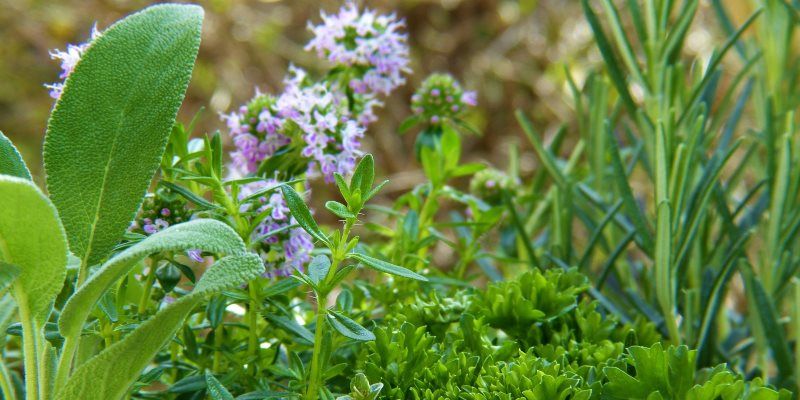 antiseptic herbs