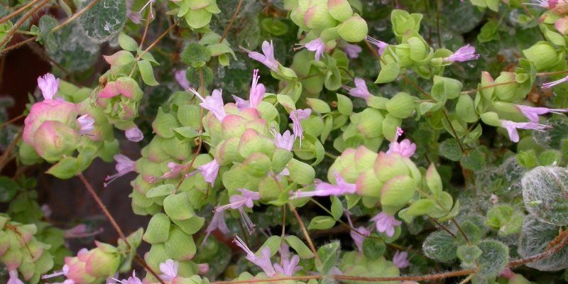 dittany health benefits