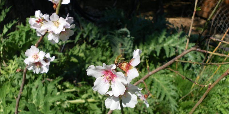 almond health benefits