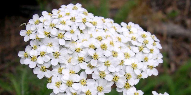 yarrow