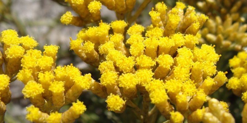 Helichrysum at cosmetics