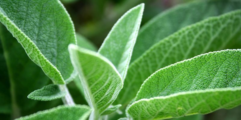 Sage skin and hair benefits