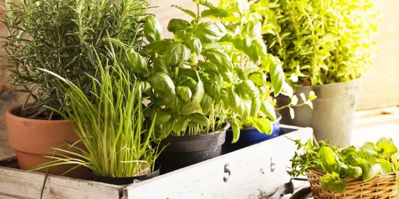How to safely use herbs