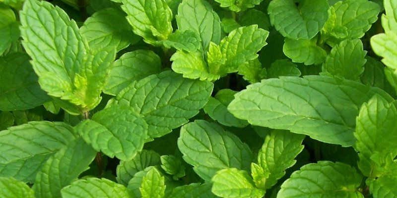 spearmint at cosmetics
