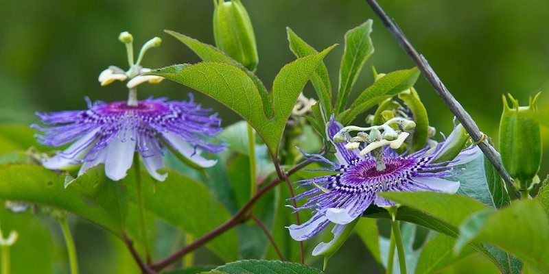 Quit smoking with herbs