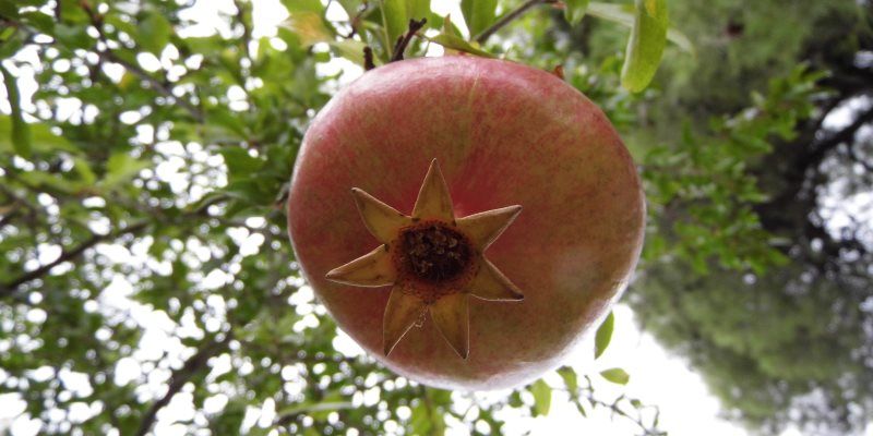 Pomegranate health benefits