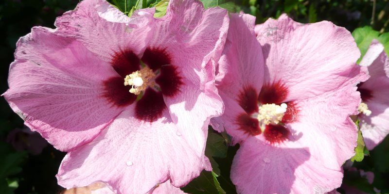 Althea health benefits