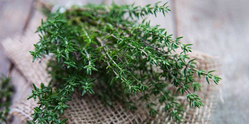 Thyme health benefits