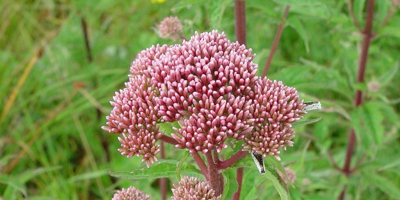 Herbs and spices in our daily nutrition