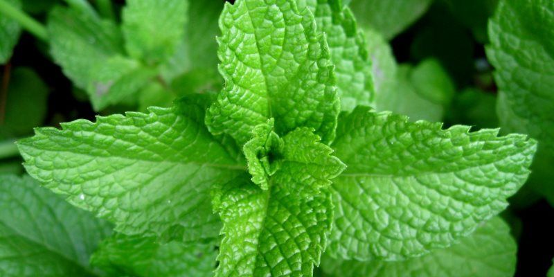 Spearmint health benefits
