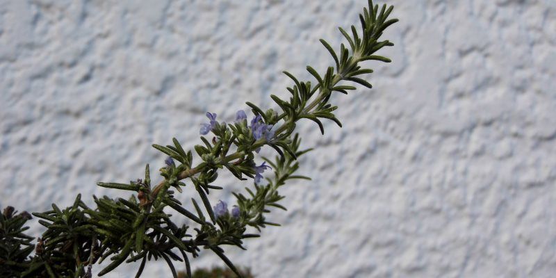 Rosemary nutritional value