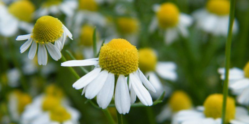 Chamomile health benefits