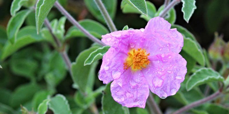 Cistus health benefits