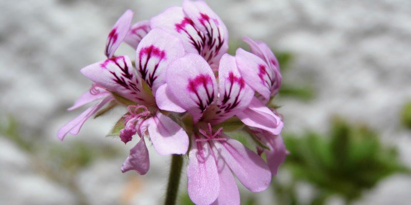 rose geranium cosmetic properties