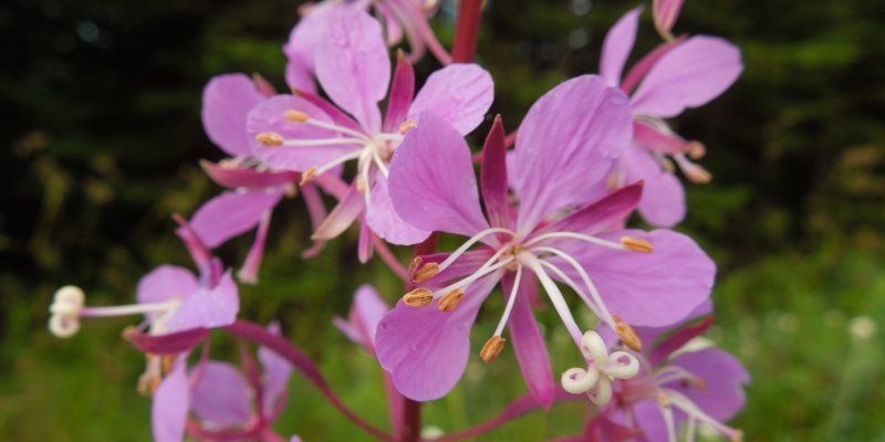 epilobium skin benefits