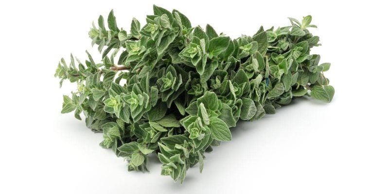 Oregano skin benefits