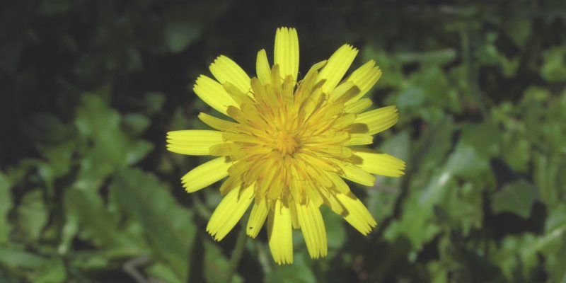 Dandelion health benefits