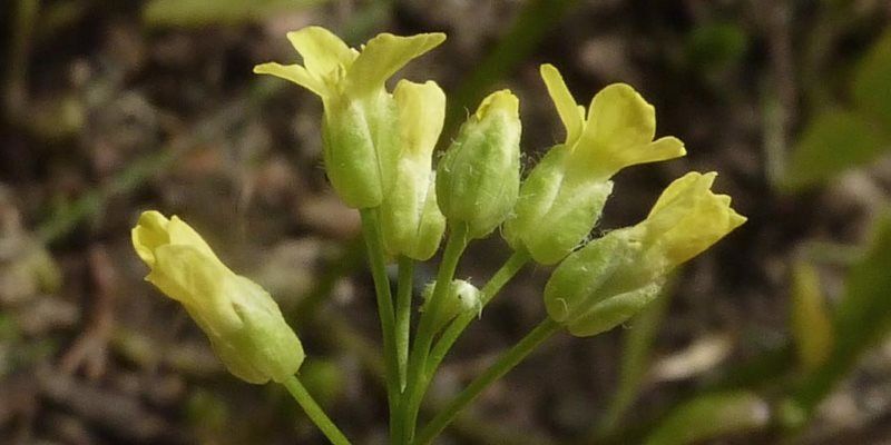 Camelina health benefits