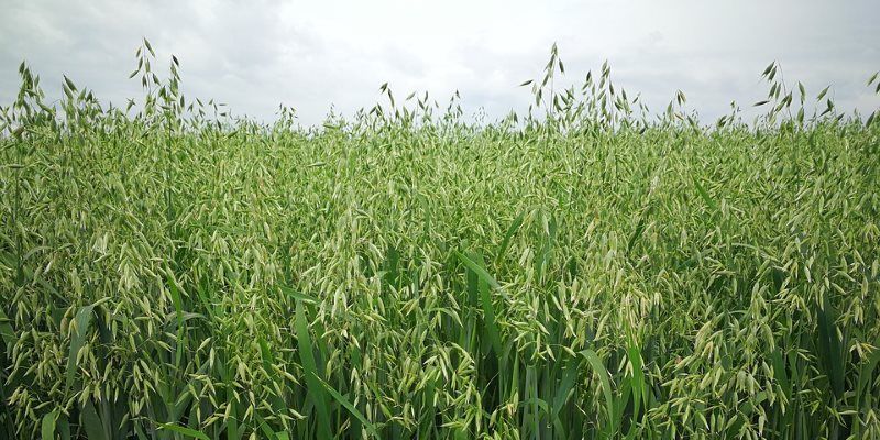avena sativa - oats