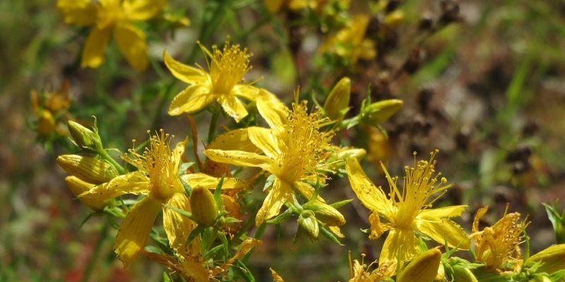 St John's-wort health benefits