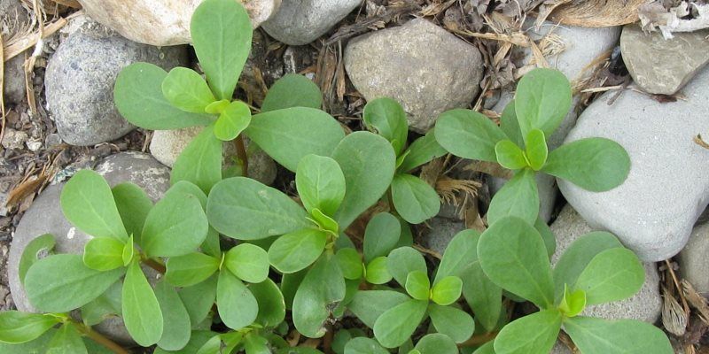 purslane nutritional value