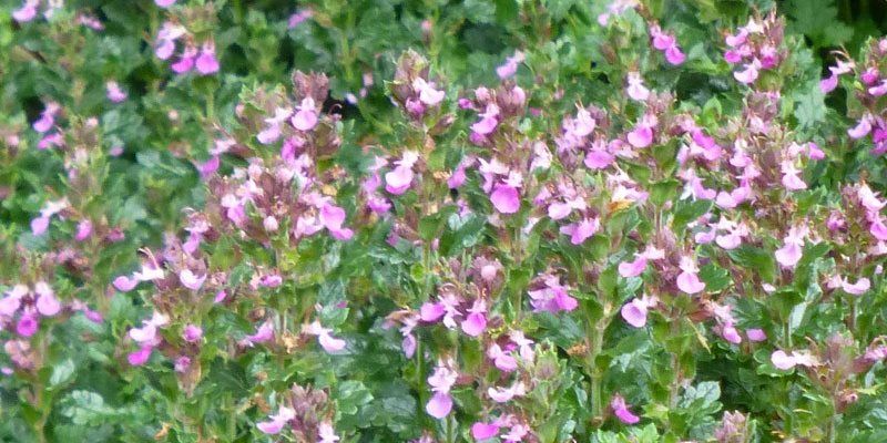 Teucrium health benefits