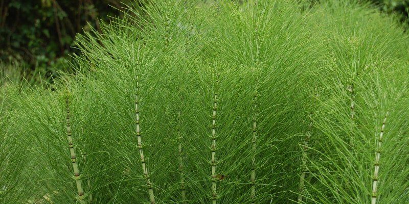 Horsetail health benefits