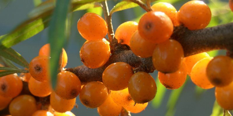 seabockthorn health benefits
