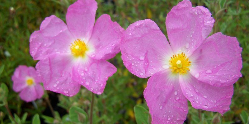 Cistus skin benefits