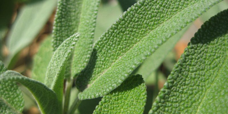 Sage nutritional value