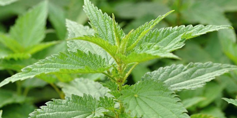nettle healing properties