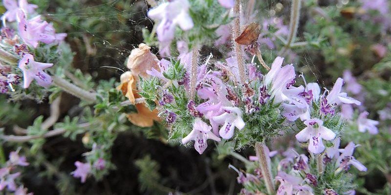 satuje thymbra health benefits