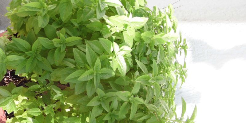 Basil nutritional value