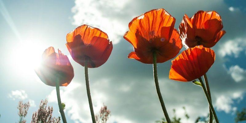 The myths of the herbs