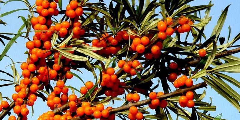 seabuckthorn nutritional value