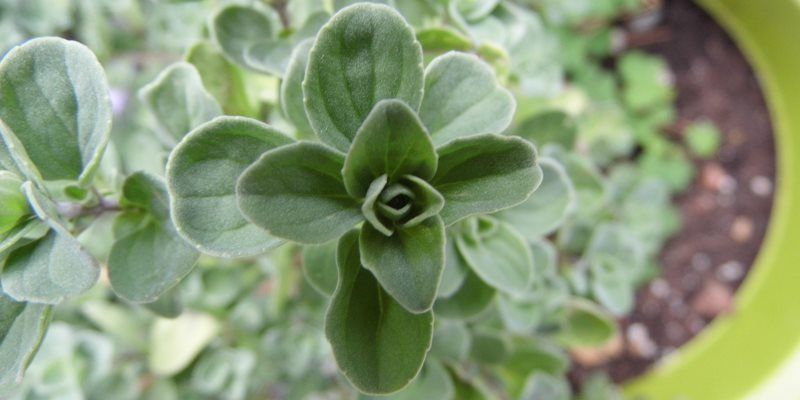 Marjoram skin benefits