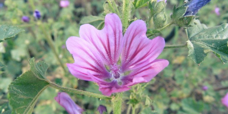 Mallow health benefits