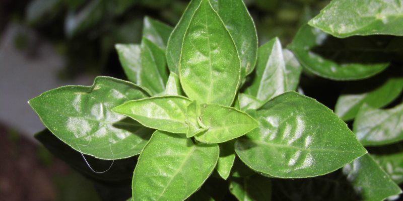 Basil health benefits
