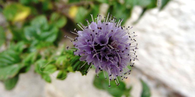 Mint health benefits