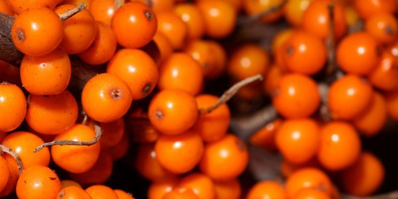 seabockthorn skin benefits