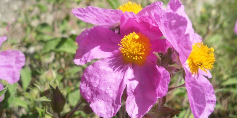 Cistus nutritional value